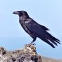 Dague De Chasse - dernier message par Corbeau